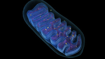 Mitochondrial Health: Why It Matters and How to Support It