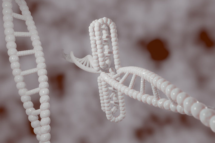 DNA telomere and chromosome research — Regen Peptides UK