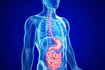 GLP-1 Agonists and Weight Loss: Mechanisms, Differences, and Research Insights
