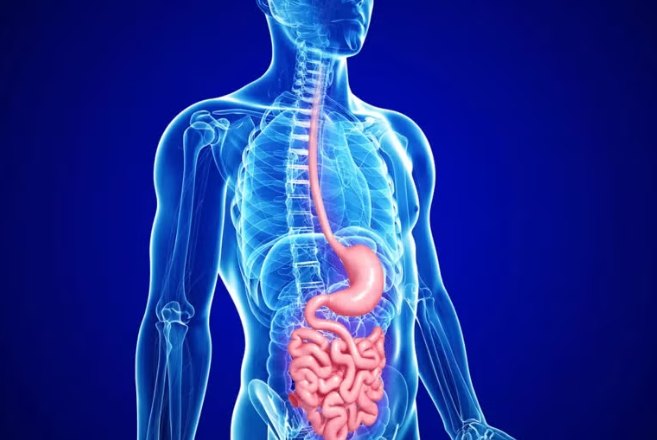GLP-1 Agonists and Weight Loss: Mechanisms, Differences, and Research Insights